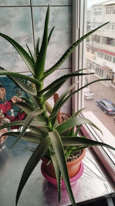 Aloe vera doua ghivece