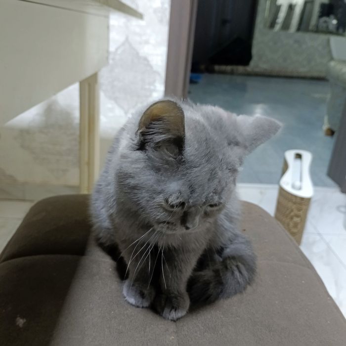 Срочно продается котенка скотиш страйт