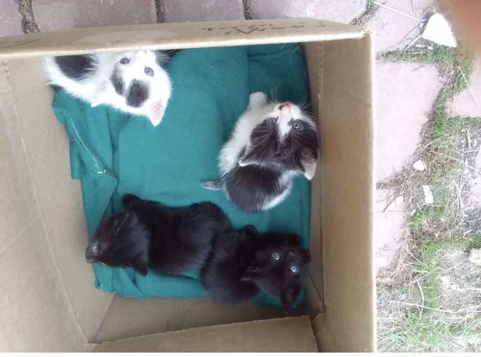 Отдам котят в добрые руки, домашние