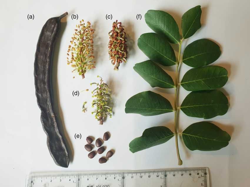 Рожков - Ceratonia siliqua L. - Фиданки