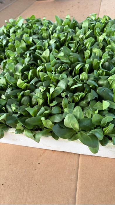 Продам рассаду лизиантуса (эустомы) Алматы