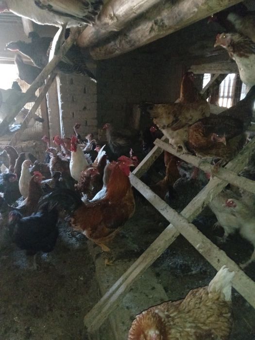 Уй товуги жужалари