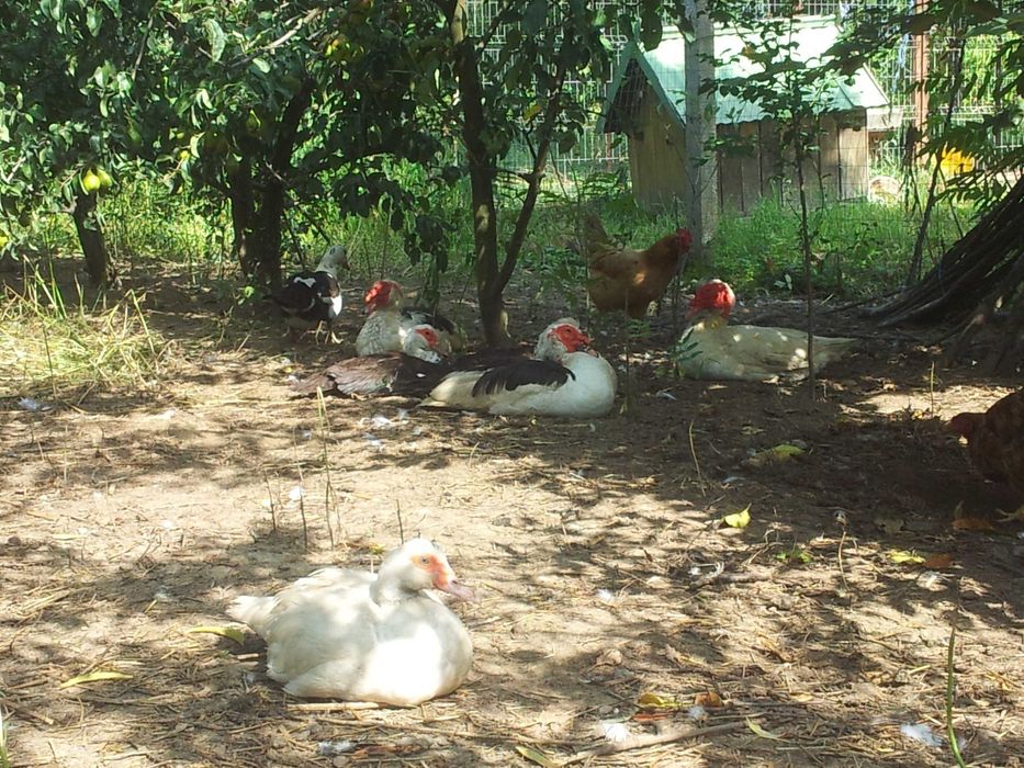 rate mature pereche sau pentru sacrificat