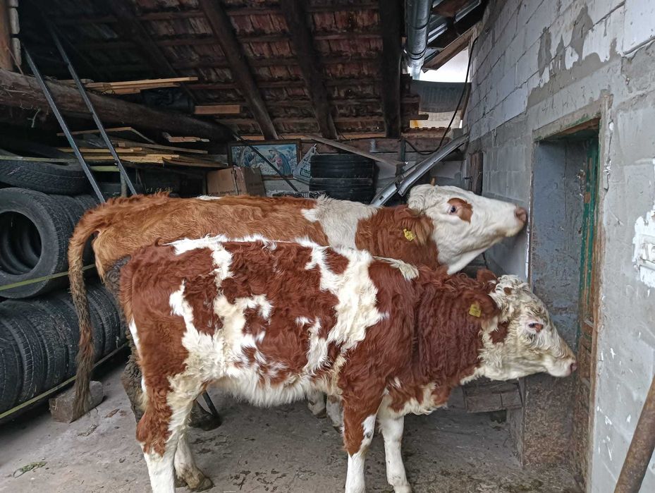 Vacã cu vitea de vînzare