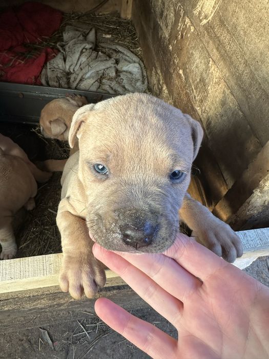 Spre adoptie pui amstaff