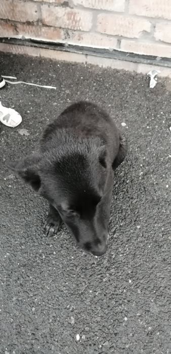 Срочно!!! Пристраиваем собачку!!!