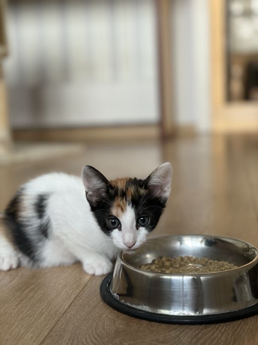 Подарявам котенца