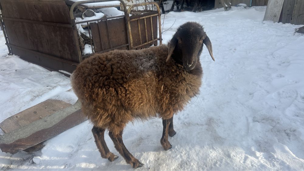 Продам барана овцематка