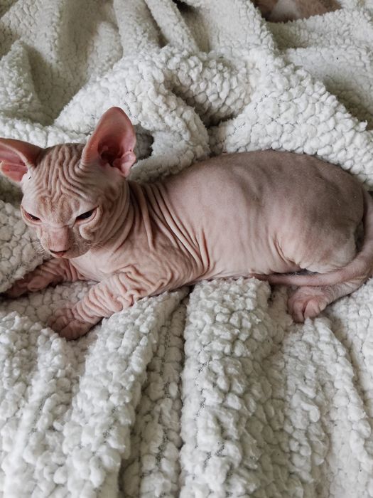 Продаются котята сфинкс