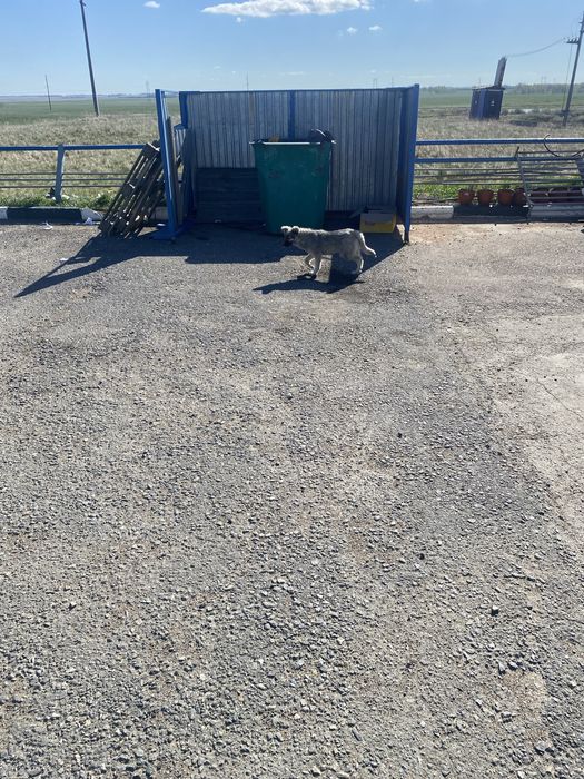 Собаки дворняги