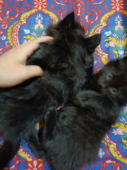 Mushuklar Hadiyaga Zotli Qora rangli chirintoylar