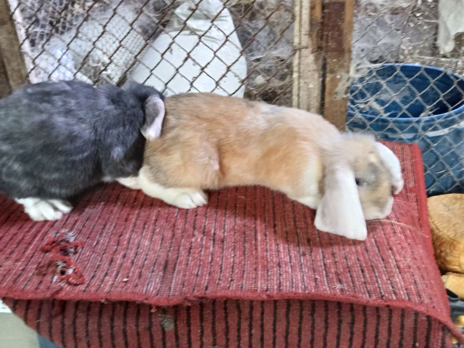 Кролики французский баран