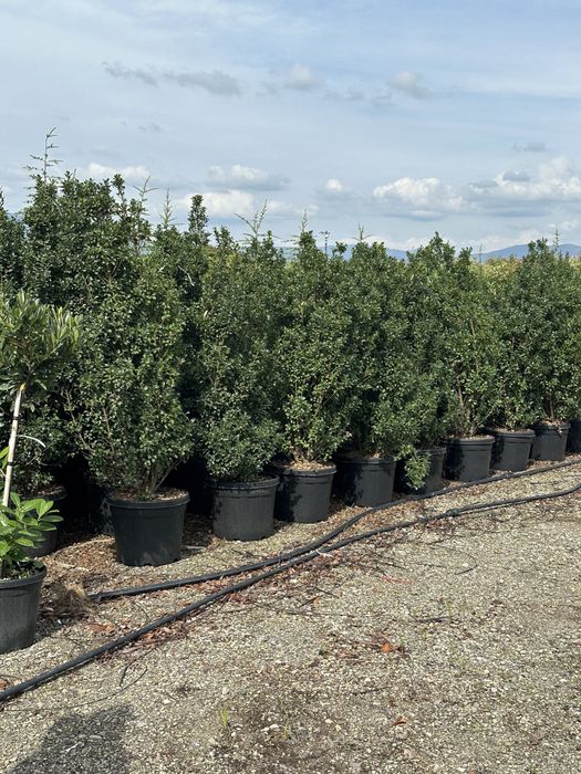 Tuia brazi mesteacan forme bosai pini tei ilex prunus eglezesc