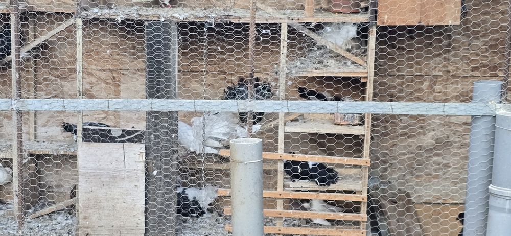 Vand porumbei voiajori si curcanasi