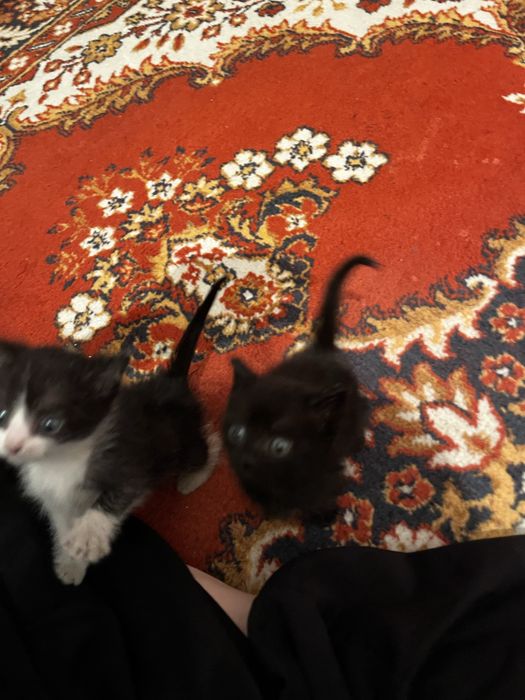 Воспитанные милые котята,приучены к дотку и ласковые)