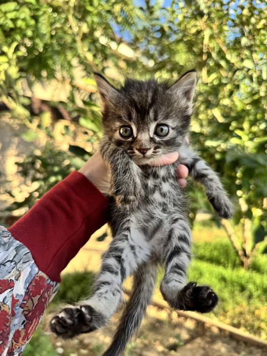 Котята,бесплатно