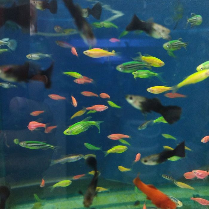 Аквариум 60л. В Афалине.