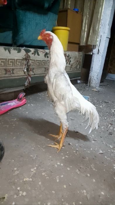 Продам Дакан шамо