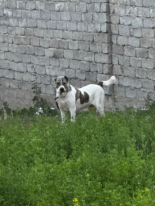 Ит сатылады 3 жасар.