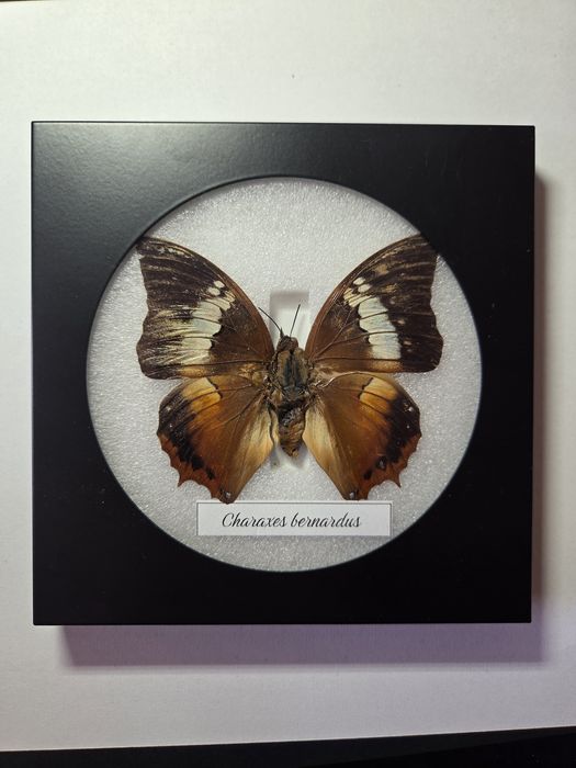 Препарирани пеперуди в рамка