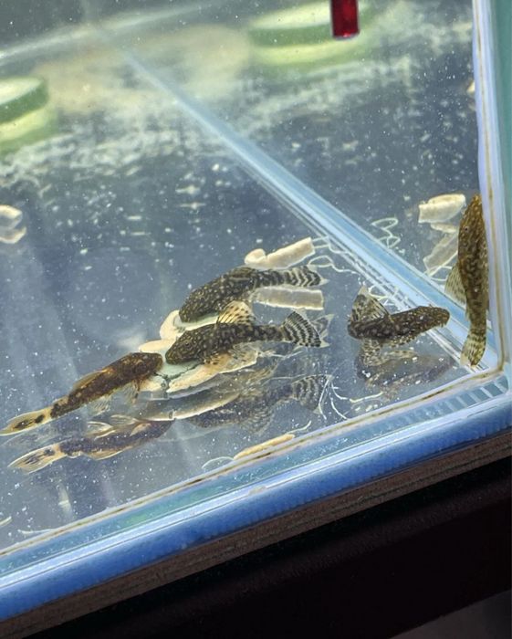 Продам сомов