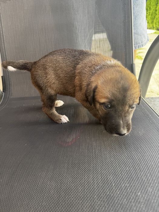 Donez catei mama este malinois si tatal ciobanesc de bucovina