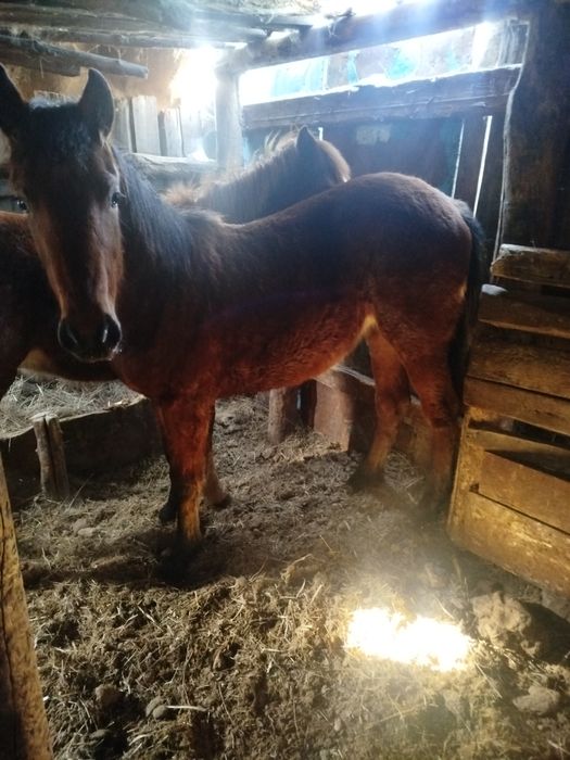 Согым 2 тай откорм