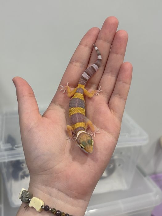 Малыши эублефара ищут новый дом