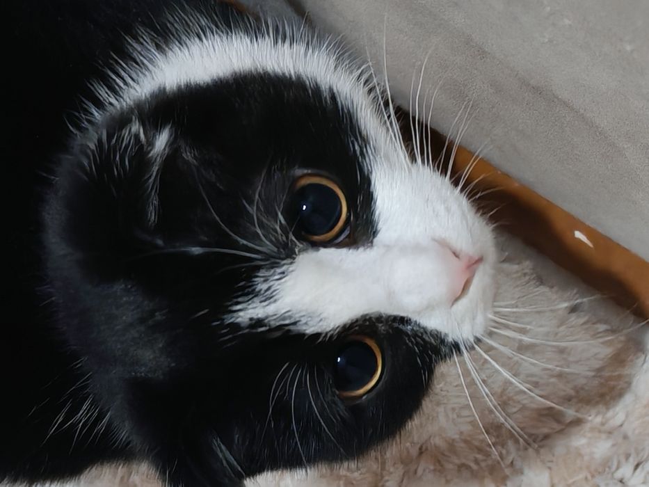 Котёнок Скоттиш фолд