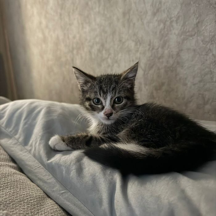 Отдам котеночка в хорошие руки ,