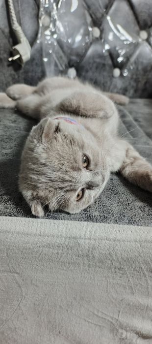 Скотиш Фолд сотилади
