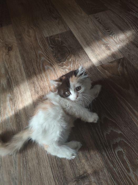 Котенок девочка 1.5 мес