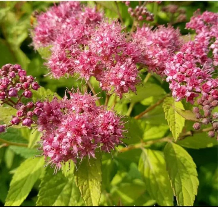 Спирея Японская макрофолия