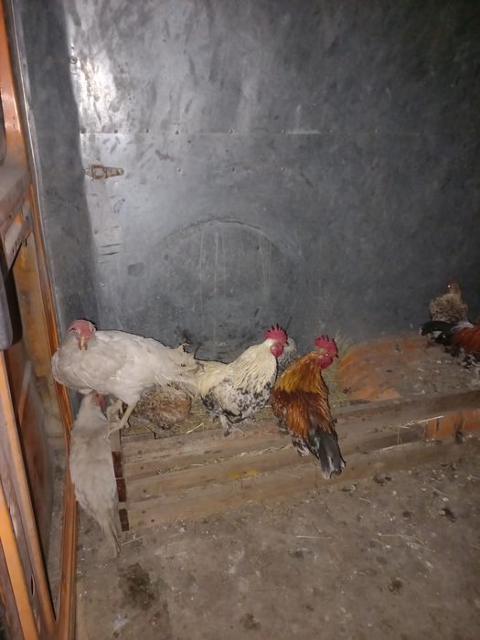 Продам петушков и кур