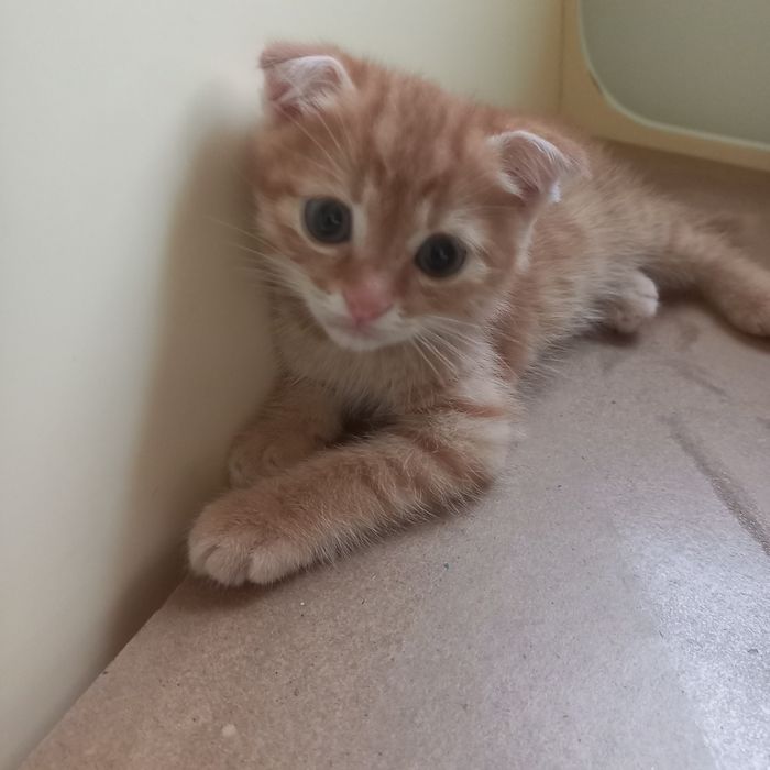 Вислоухие котята 1,5 м {мальчики}