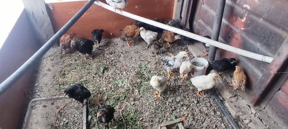 Продам цыплят домашних подросших