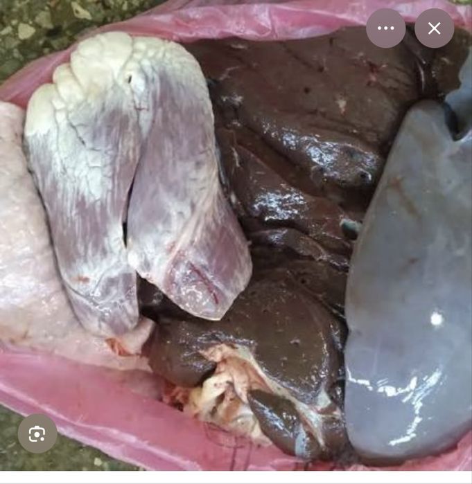 Сиырдың ішек қарны окпе бауыры бар