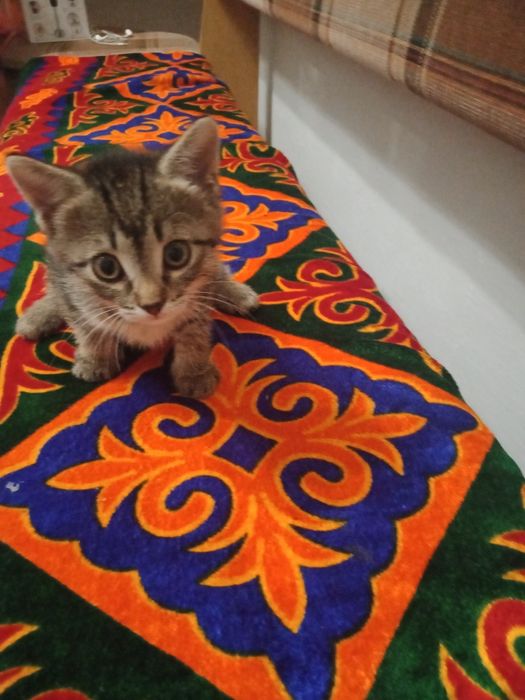 Милые котята все мальчики