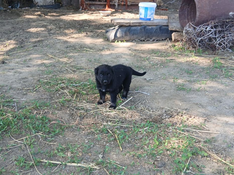 Продам щенят немецкой овчарки