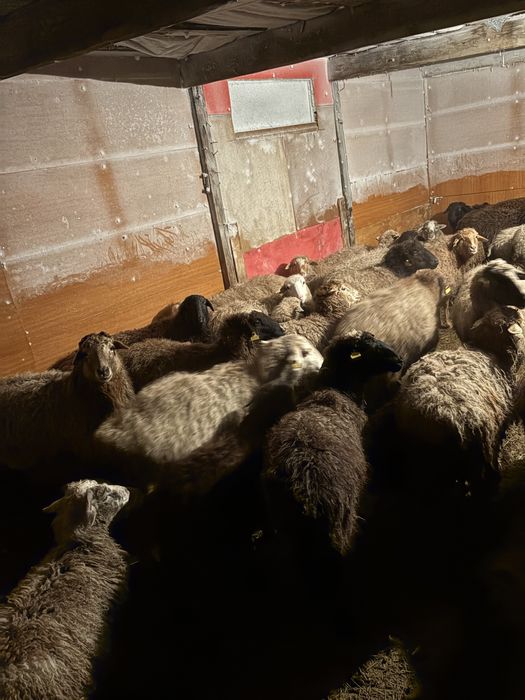 бараны кой сатылымда