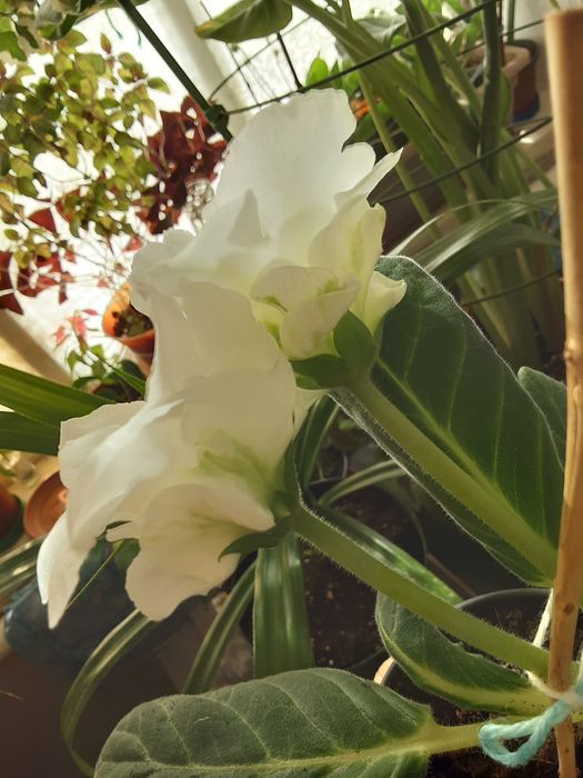 Махровые глоксинии