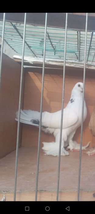 Шэика самецке уксаиды сатлады