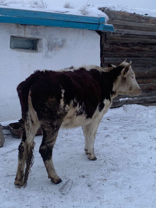 Сиыр сатамын жасы 3 те