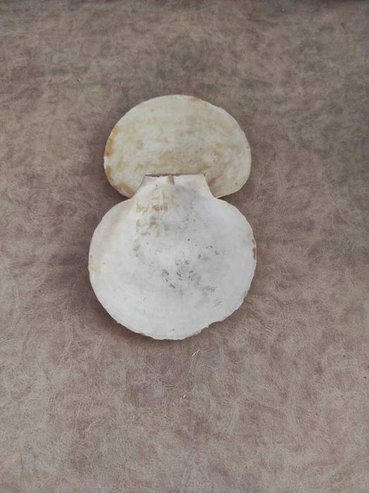 Раковини за декорация