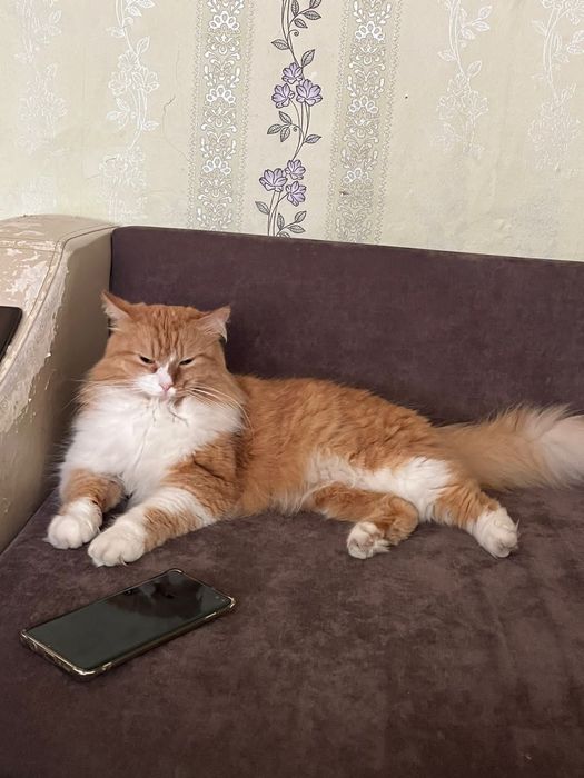 Кошка отдам даром