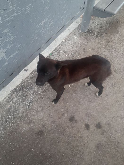 Нашлась собака на Момышулы