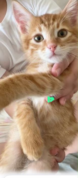 Котенок рыжого цвета
