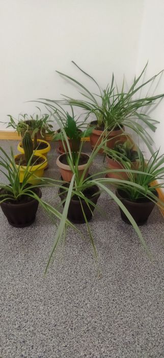 Комнатные цветы разные