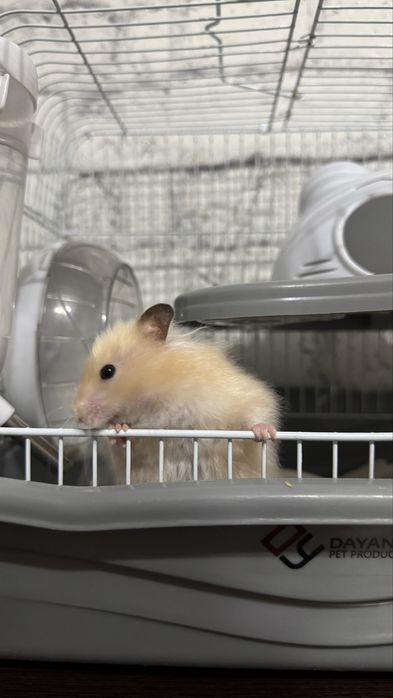 Хомяк в ответственые руки