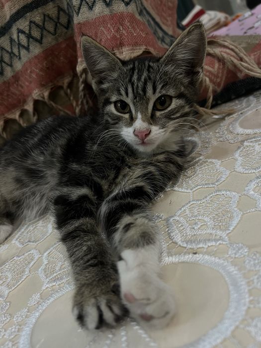Сати ищет дом. Котёнок-девочка, 3–4 мес, в добрые руки
